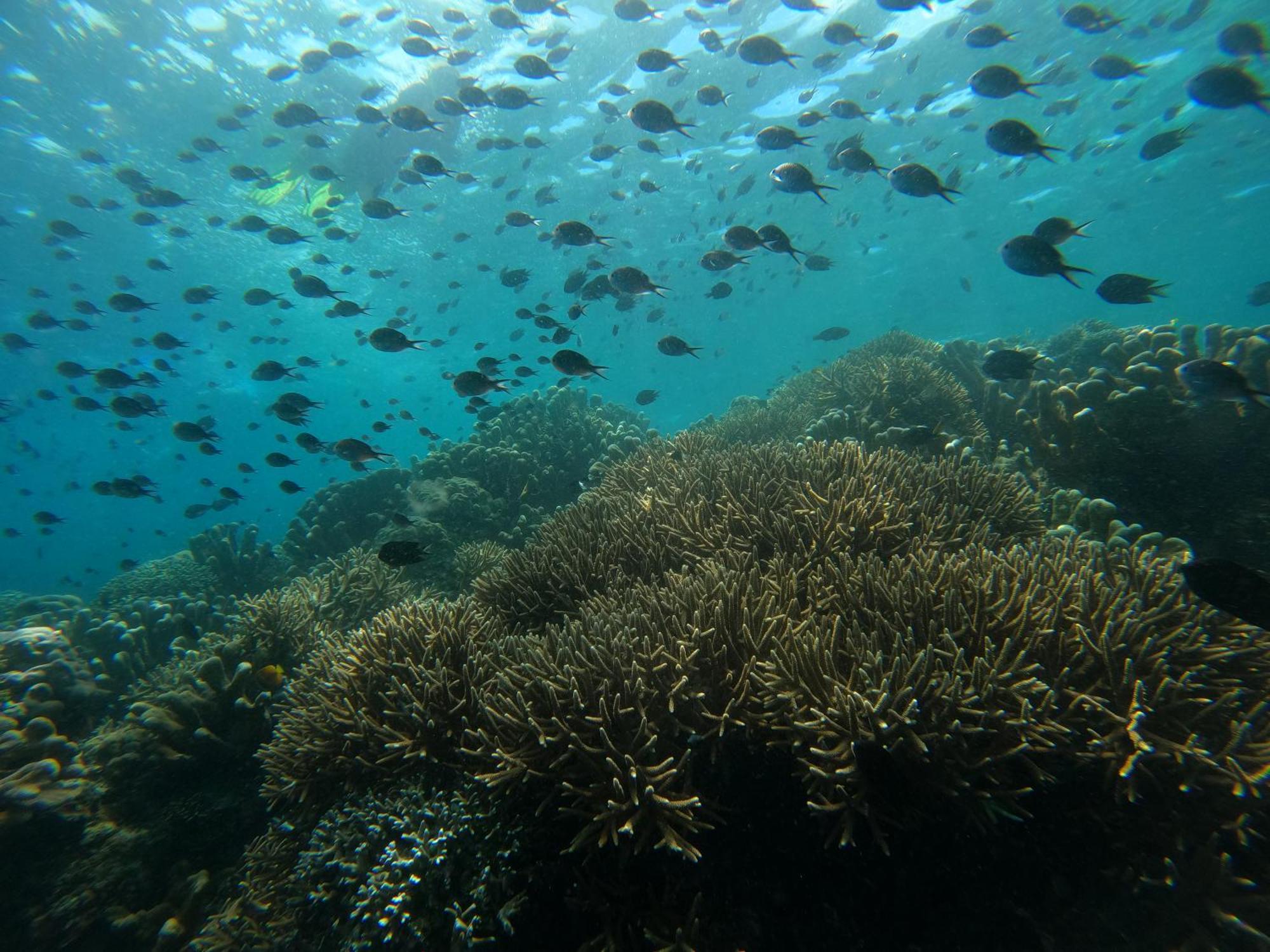 4 Sisters Divers Bunaken Eksteriør bilde