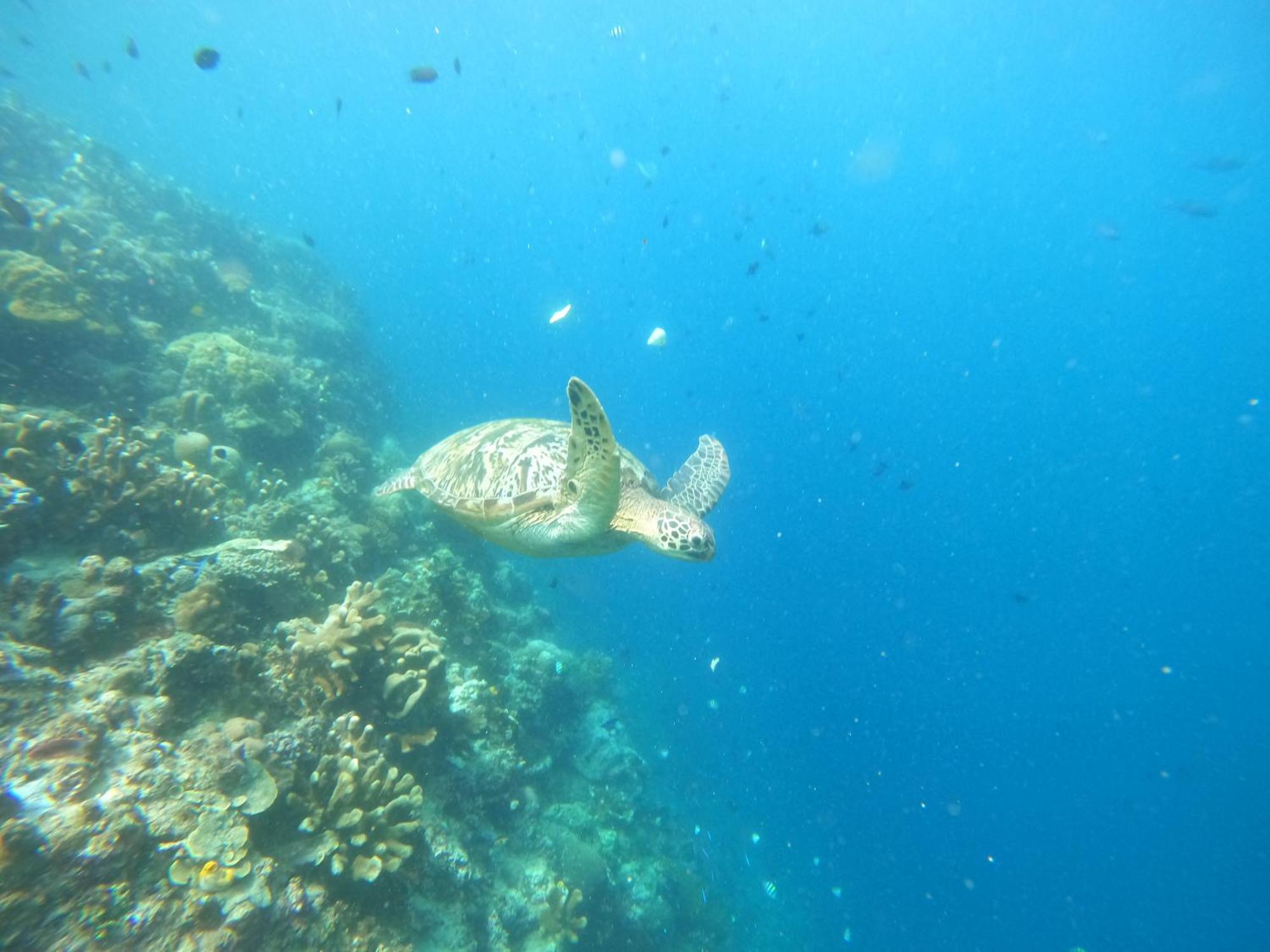 4 Sisters Divers Bunaken Eksteriør bilde