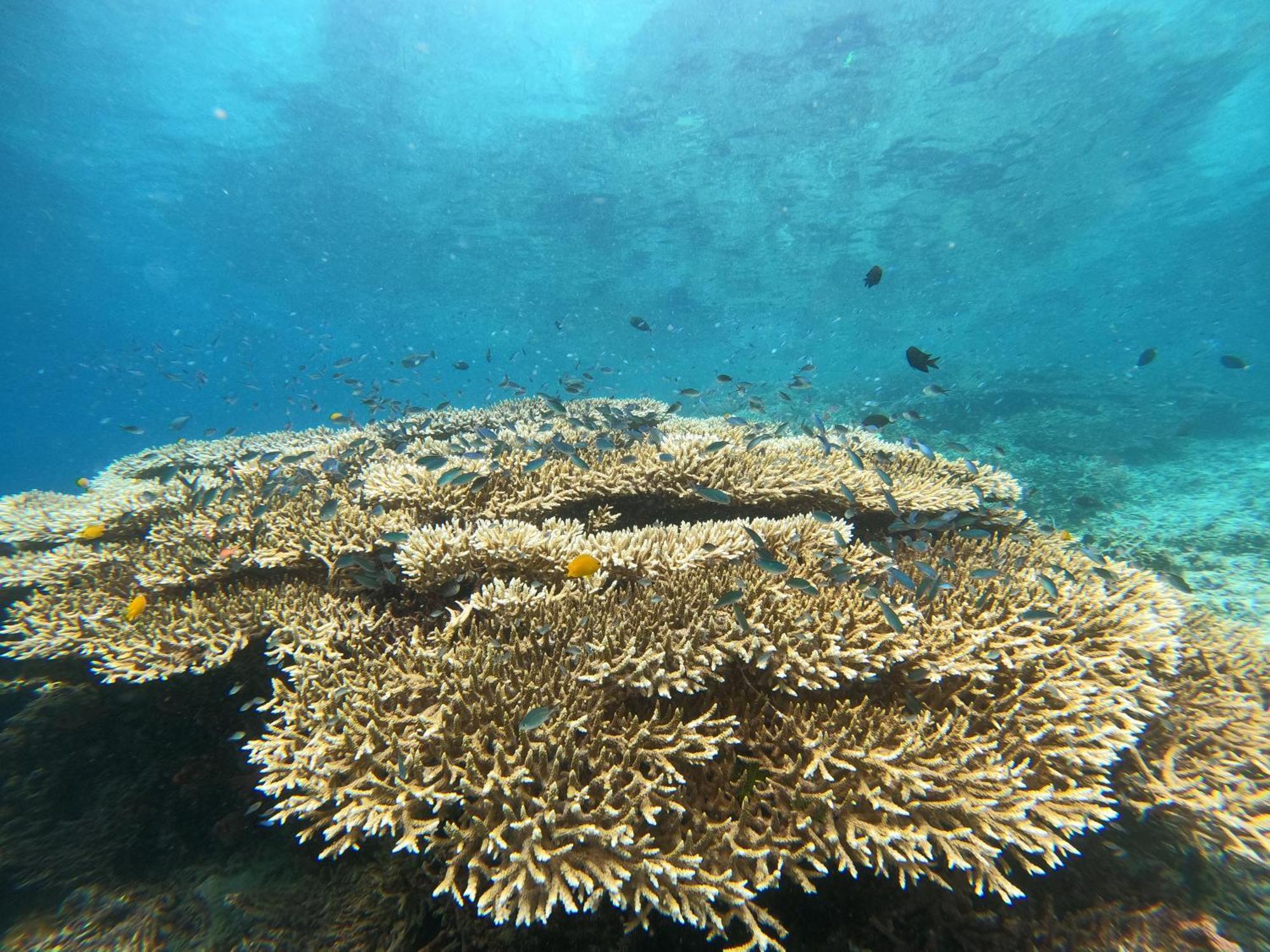4 Sisters Divers Bunaken Eksteriør bilde