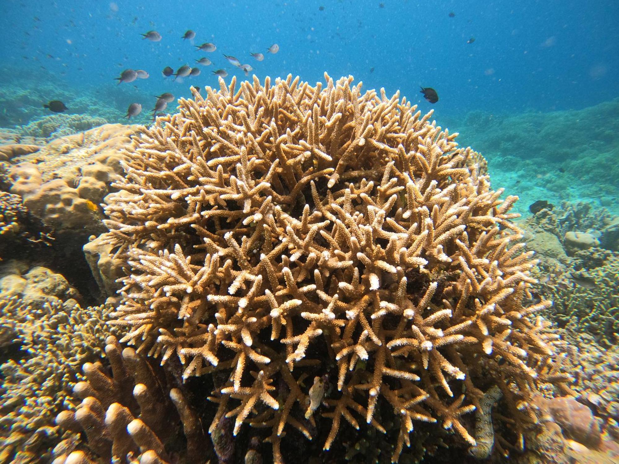 4 Sisters Divers Bunaken Eksteriør bilde