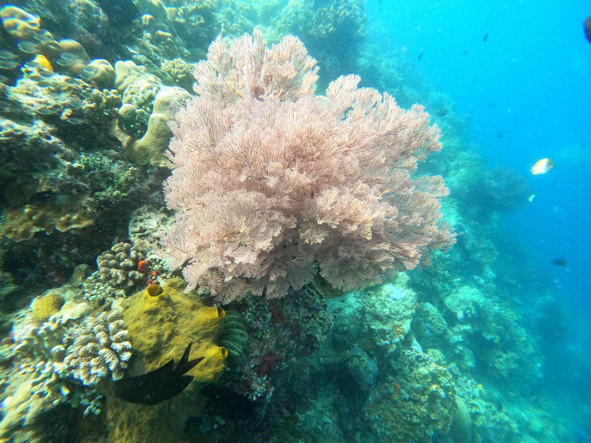 4 Sisters Divers Bunaken Eksteriør bilde