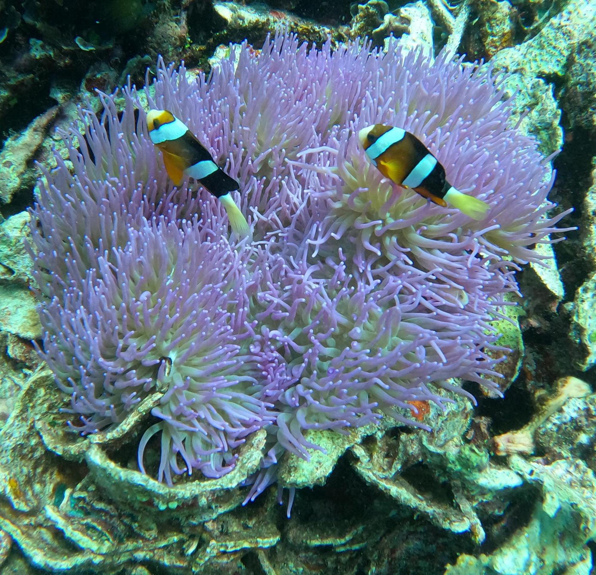 4 Sisters Divers Bunaken Eksteriør bilde