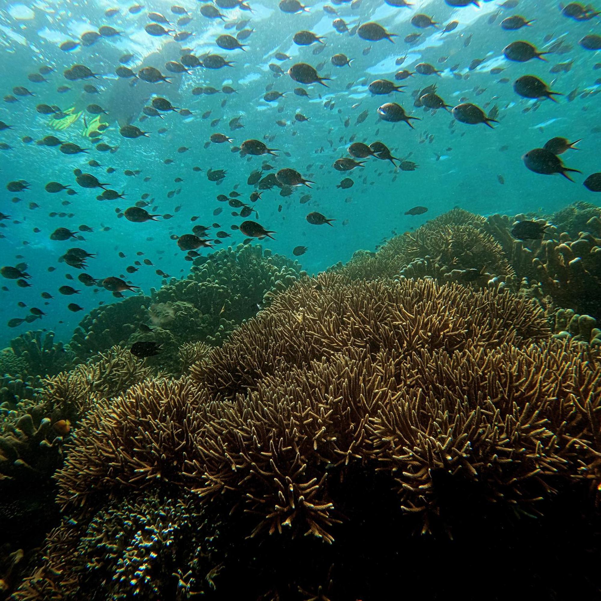 4 Sisters Divers Bunaken Eksteriør bilde