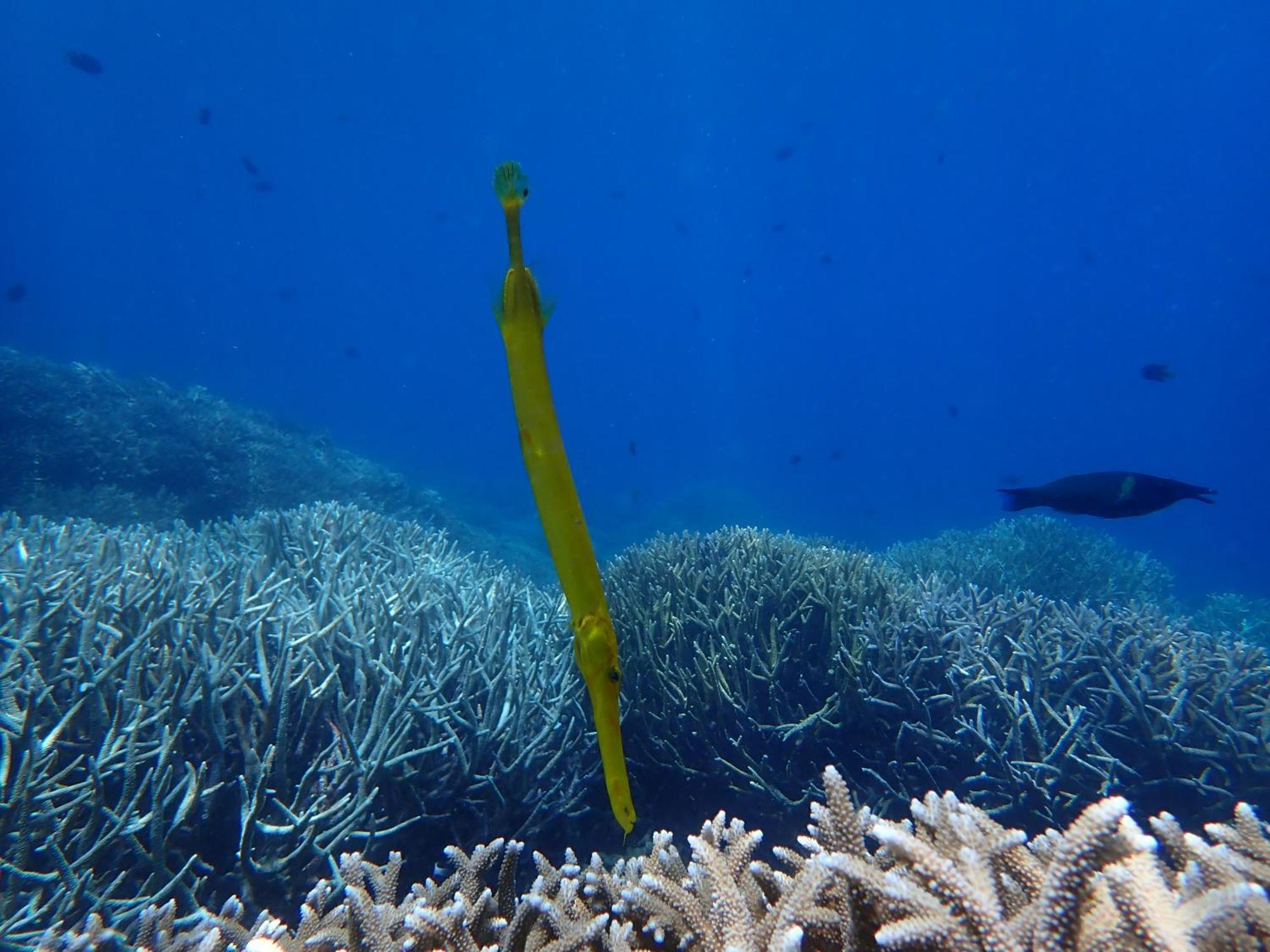 4 Sisters Divers Bunaken Eksteriør bilde