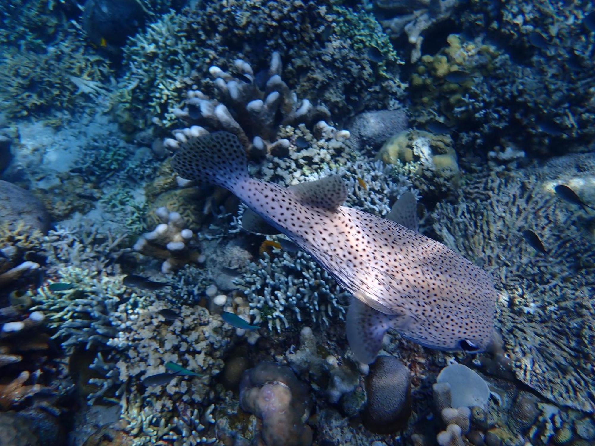 4 Sisters Divers Bunaken Eksteriør bilde